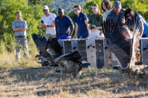 Release of some of the vultures, seen on the pictures: Staff members of Moholoholo Wildlife Rehabilitaiton Centre (MWR), Endangered Wildlife Trust (EWT), SANParks, Hope for Wildlife (Pilot)