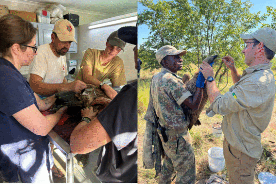 Satellite Transmitter being fitted on the vulture by EWT Staff 3) SANPark Ranger and Dr. Ben Muller (WildScape VET) giving first aid treatment in the field