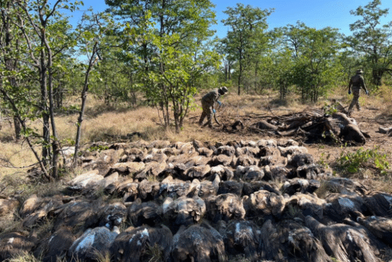 Horrific scene found of vultures poisoned