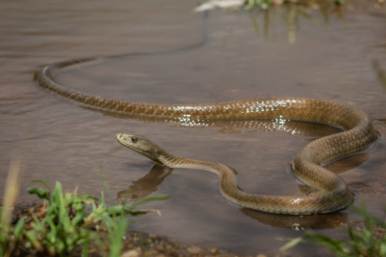 Black Mamba