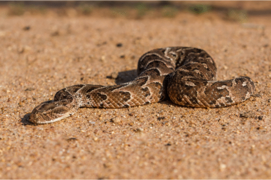 Puff Adder
