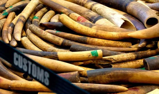 Seized elephant tusks displayed at a Hong Kong Customs press briefing in Kowloon on 1 February 2019. (Photo: EPA-EFE / Alex Hofford)