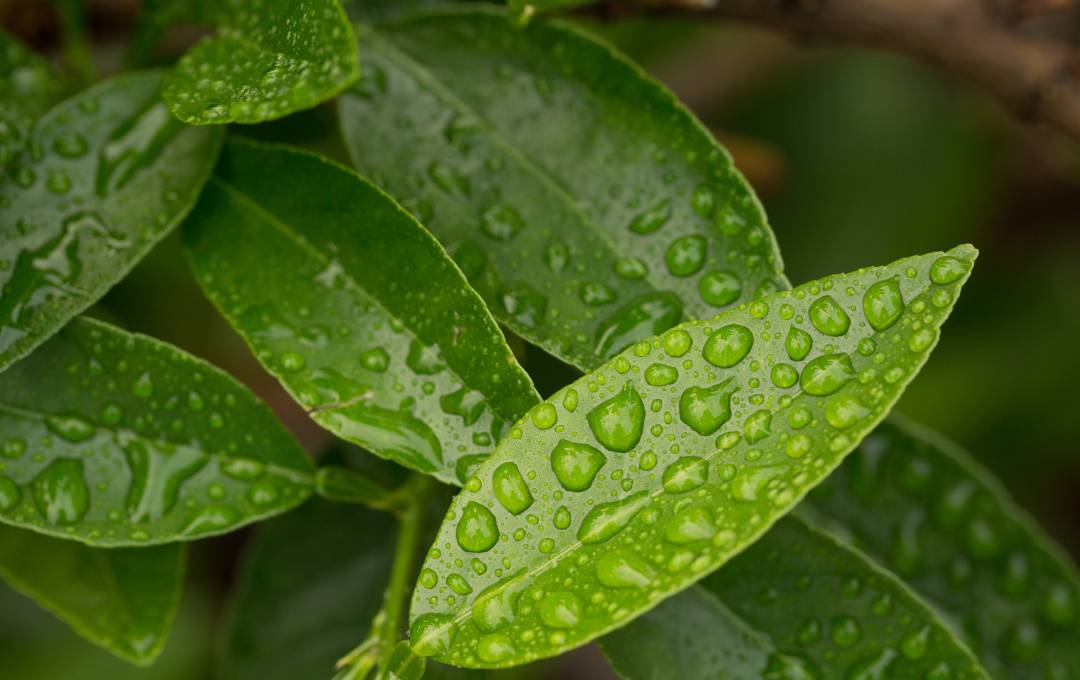 SMELL OF RAIN