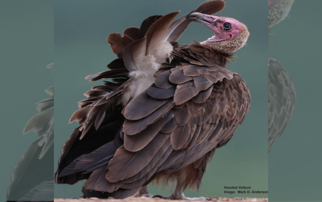 Hooded Vulture (Image: Mark D. Anderson)