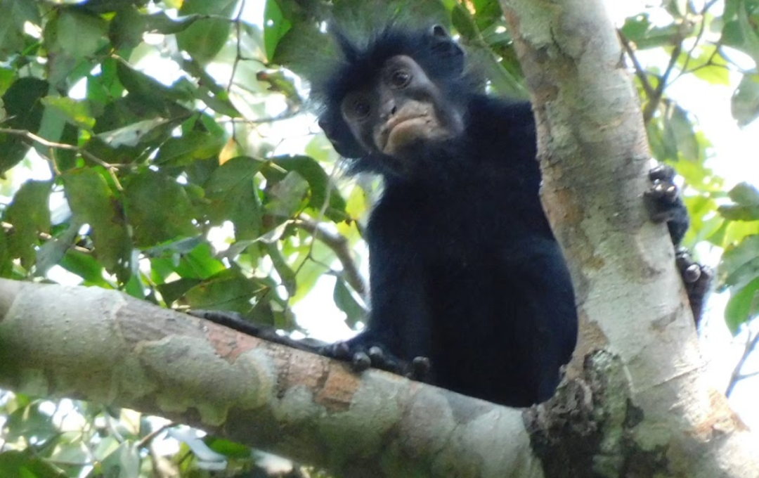 Colobus congensis, known locally as ‘likweli’, has a dramatic black face with pinkish-orange lips. Junior Amboko, CC BY-NC