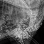 An X-ray showing tiny lead fragments in the chest of a deer shot with lead bullets. Picture: Jordan Hampton University of Melbourne