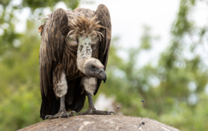 VULTURE ON HIPPO